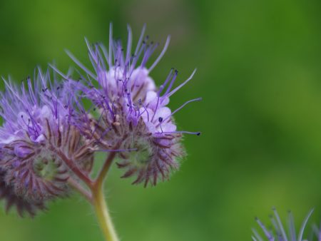 Phacélie de tasmanie 50 g [engrais vert] Fashion