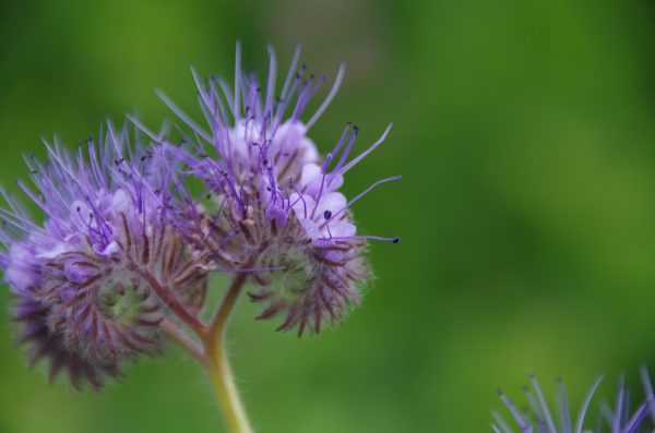 Phacélie de tasmanie 50 g [engrais vert] Fashion