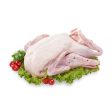 DUCK WHOLE BIRD Frozen Gred-A Supply