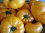 Tomate Golden Ponderosa Cheap