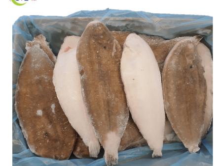 FISH SOLE WHOLE New Zealand Frozen Online now