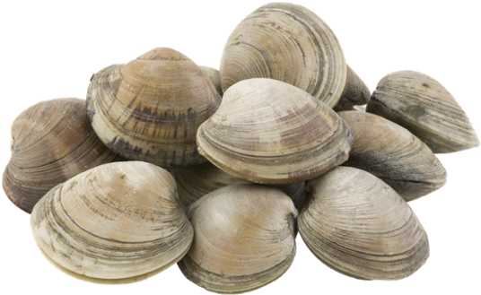 KAPAR CLAM Whole Frozen For Cheap