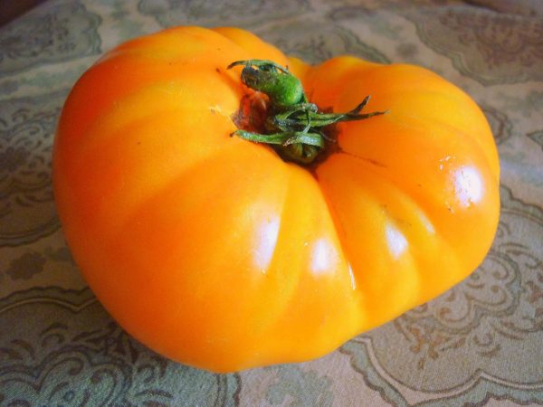 Tomate Golden Ponderosa Cheap