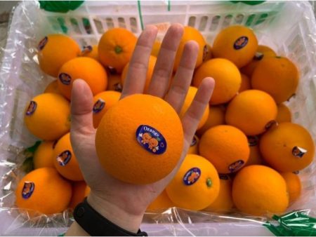 ORANGE Navel China Supply