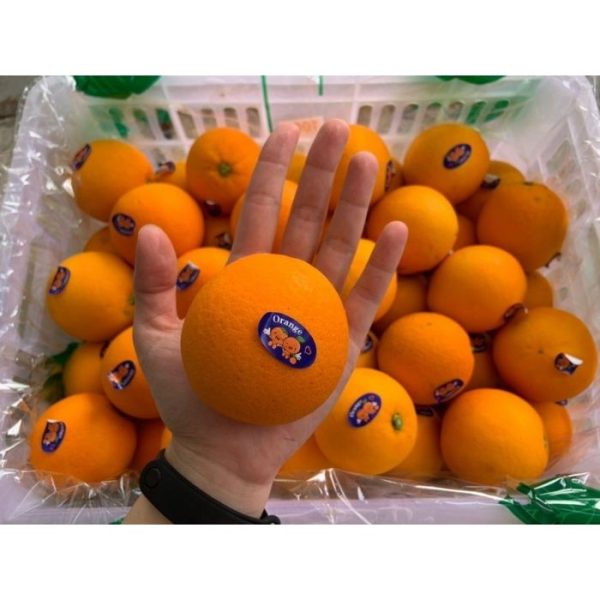 ORANGE Navel China Supply