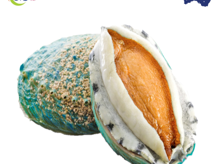 JADE TIGER ABALONE Australian Hot on Sale