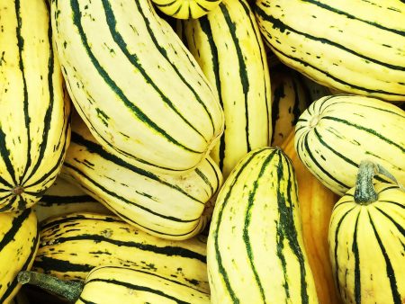 Courge Delicata Supply