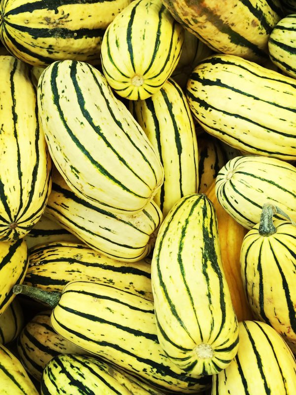 Courge Delicata Supply