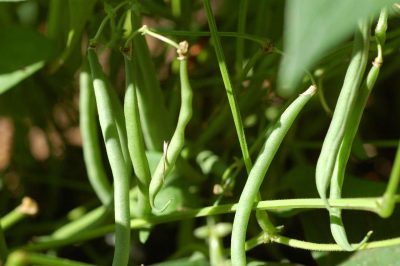 Haricot vert Bronco Supply