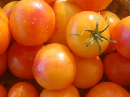 Tomate Little Lucky Hot on Sale