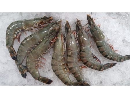 PRAWN TIGER BLUE Frozen Online Hot Sale