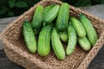 Concombre cornichon National Pickling Online Sale