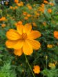 Cosmos orange For Cheap