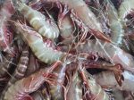 SEA TIGER PRAWN Sabah Frozen Cheap