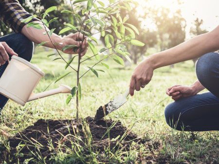 Arbre - Plantons un arbre pour le jour de la Terre avec Arbre-Évolution Online