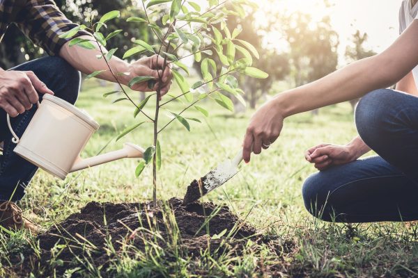 Arbre - Plantons un arbre pour le jour de la Terre avec Arbre-Évolution Online