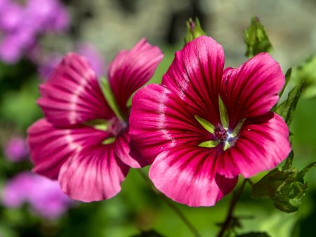 Malope Discount