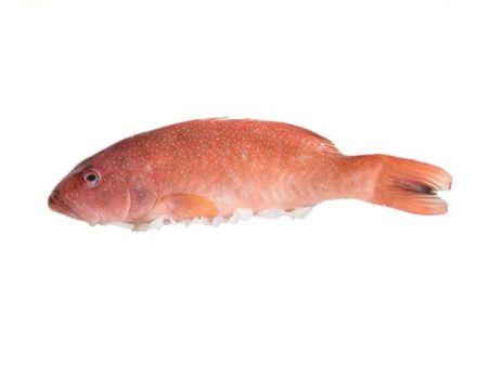 FISH CORAL TROUT Whole Frozen From Sabah For Cheap