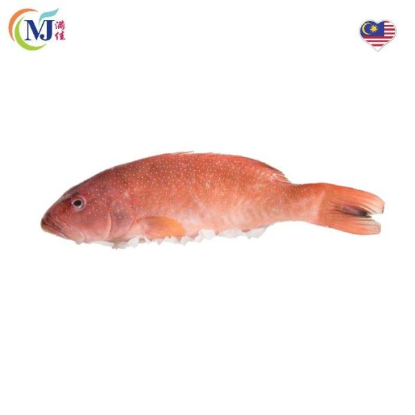 FISH CORAL TROUT Whole Frozen From Sabah For Cheap