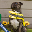 Canada Pooch Wave Rider - Yellow Sale