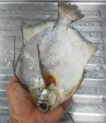 FISH BAWAL LAYANG LAYANG 300 700 Frozen For Sale