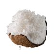 COCONUT SHREDDED Local Fresh Chiled on Sale