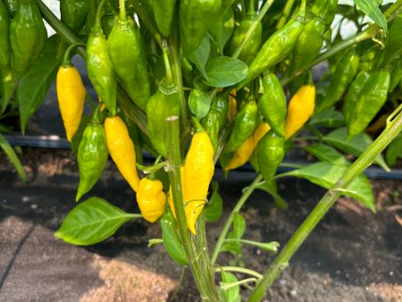 Piment Jaune Aji Lemon on Sale