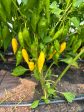 Piment Jaune Aji Lemon on Sale