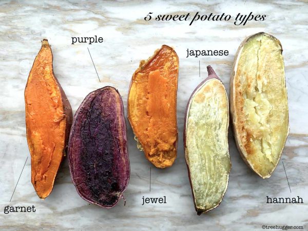 KELEDEK   Sweet Potato ORANGE Japanese Fashion