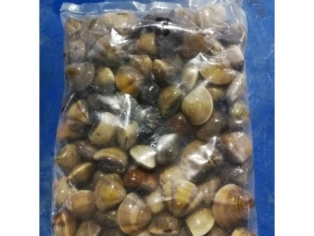 KAPAR CLAM Whole Frozen For Cheap