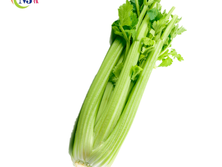 CELERY  BATANG SOUP China Sale