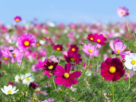 Cosmos en mélange Supply