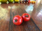 Tomate cerise Cherry Fox Hot on Sale