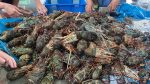 LOBSTER PRAWN Green Sabah Cheap