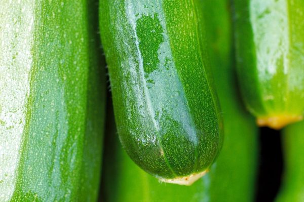 Courge d été Zucchini Dark Green For Discount