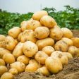 POTATO China Online now