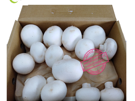 BUTTON MUSHROOM White Supply