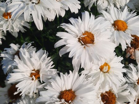 Marguerite Crazy Daizy Cheap