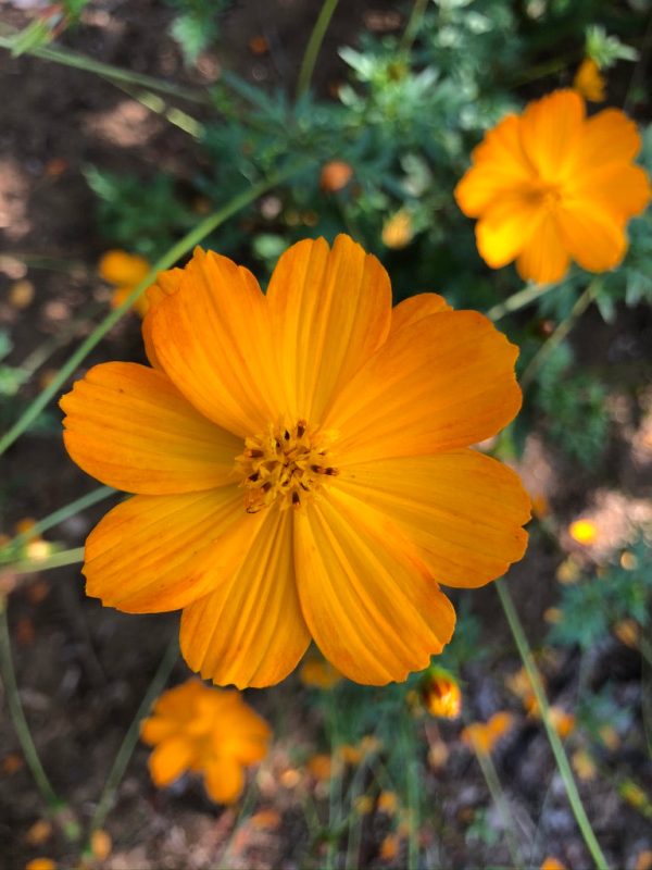 Cosmos orange For Cheap