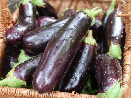 Aubergine Diamant Online