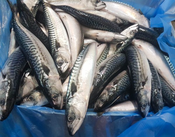 FISH BLUE MACKEREL SABA New Zealand (Sold by kg) Online Sale