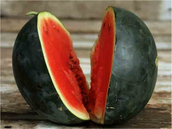 Melon d eau Blacktail Mountain For Cheap