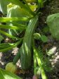 Courge d été Costata Romanesco Online