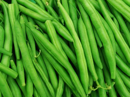 Haricot vert Provider Online Hot Sale