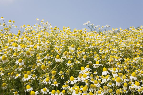 Boîtier de semences  Bonne fête  biologiques on Sale