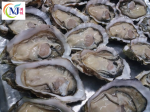 OYSTER Half Shell China Frozen Hot on Sale