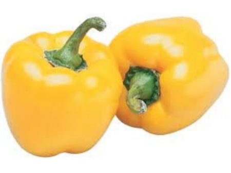 BELL PEPPER Yellow Cili Apple Kuning Cheap