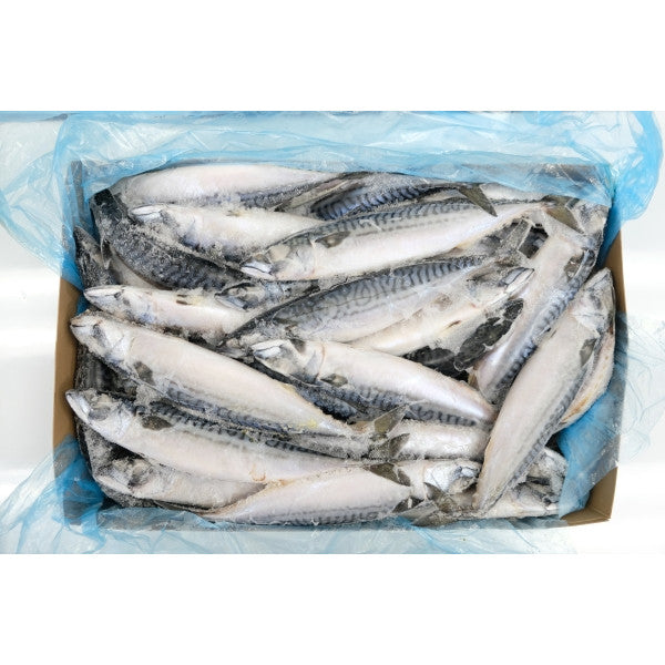 FISH BLUE MACKEREL SABA New Zealand (Sold by kg) Online Sale