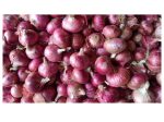 ONION RED SMALL Pakistan For Sale