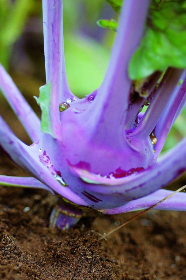 Boîtier de semences  Mélange Gastronomie  biologiques Online now